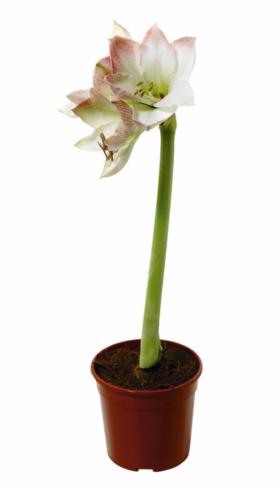 Amaryllis 12 cm